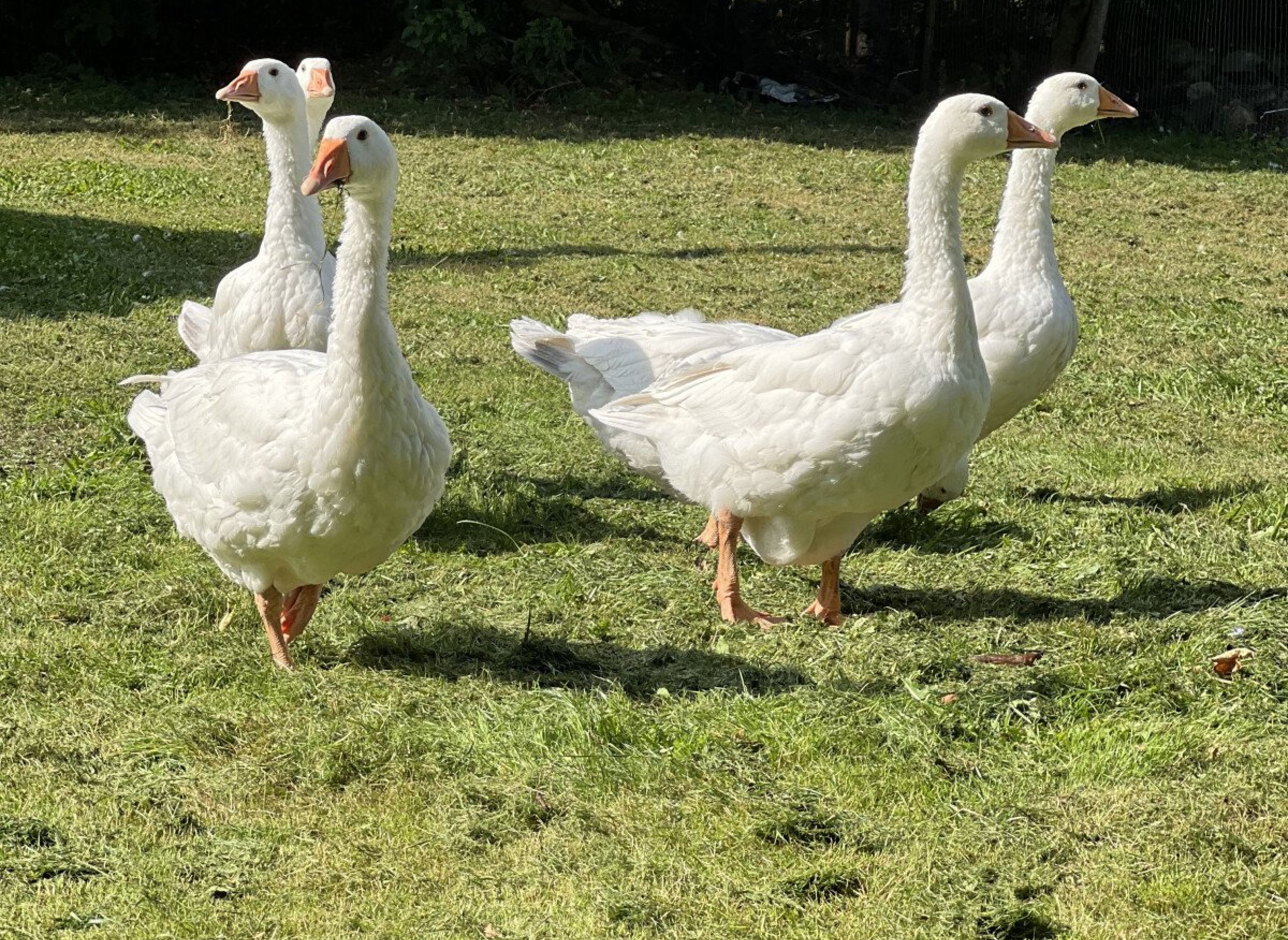 Entspannen am alten  Zollhaus — Photo 3