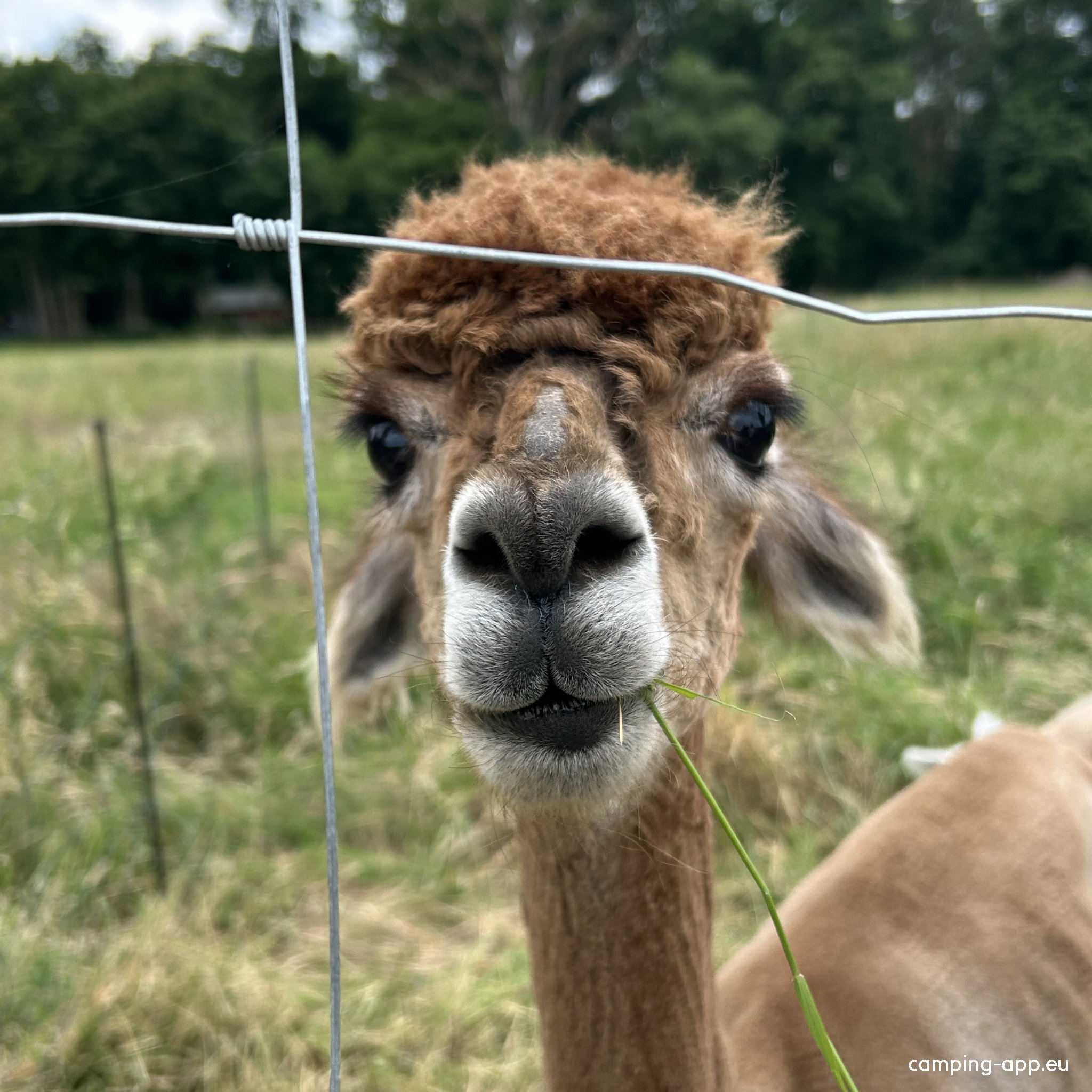 Schloss Sigrön Camping — Photo 5