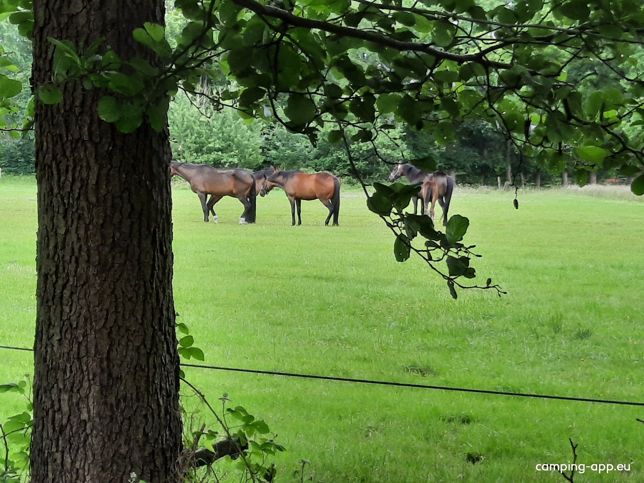 Camping Dörpen — Photo 3