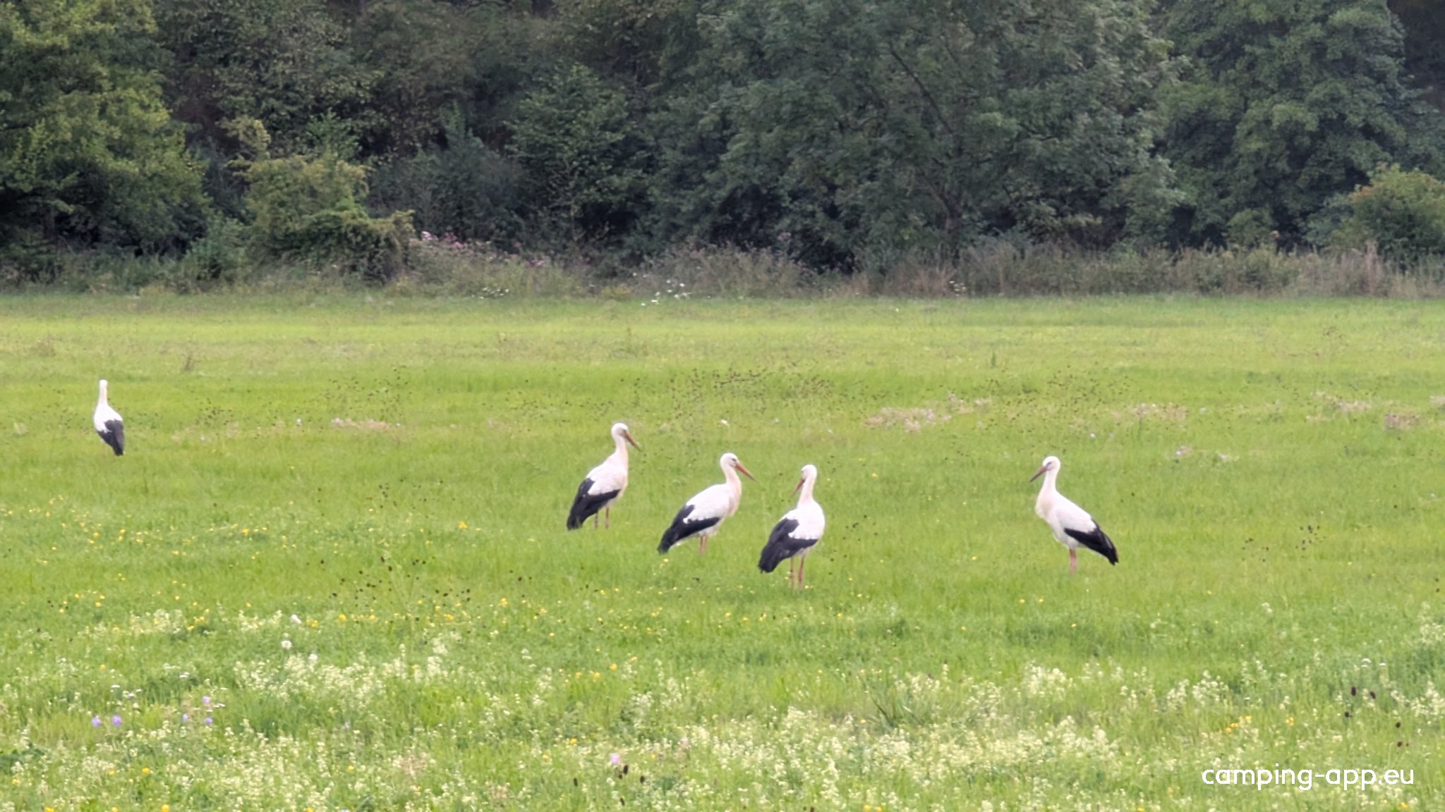 Stellplatz Eltershausen