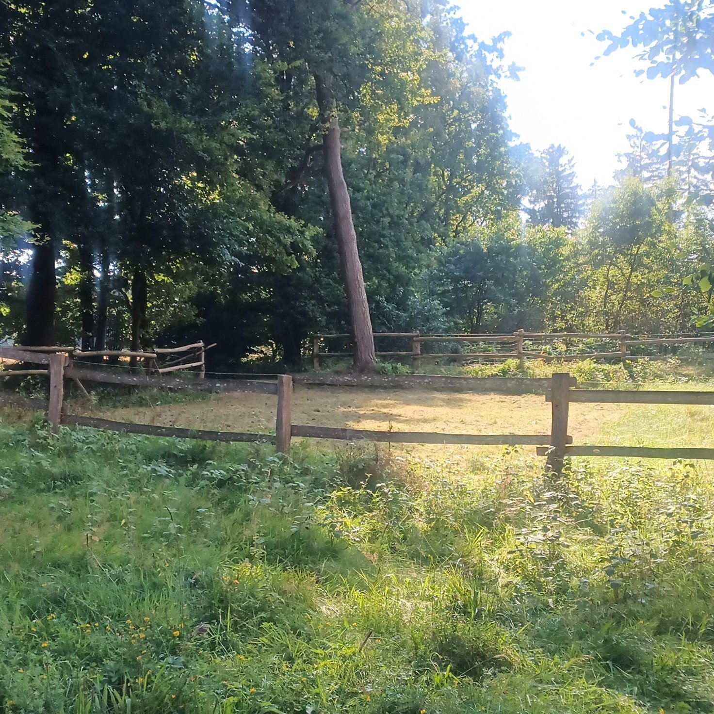 Naturidylle Barker Heide/Segeberger Forst