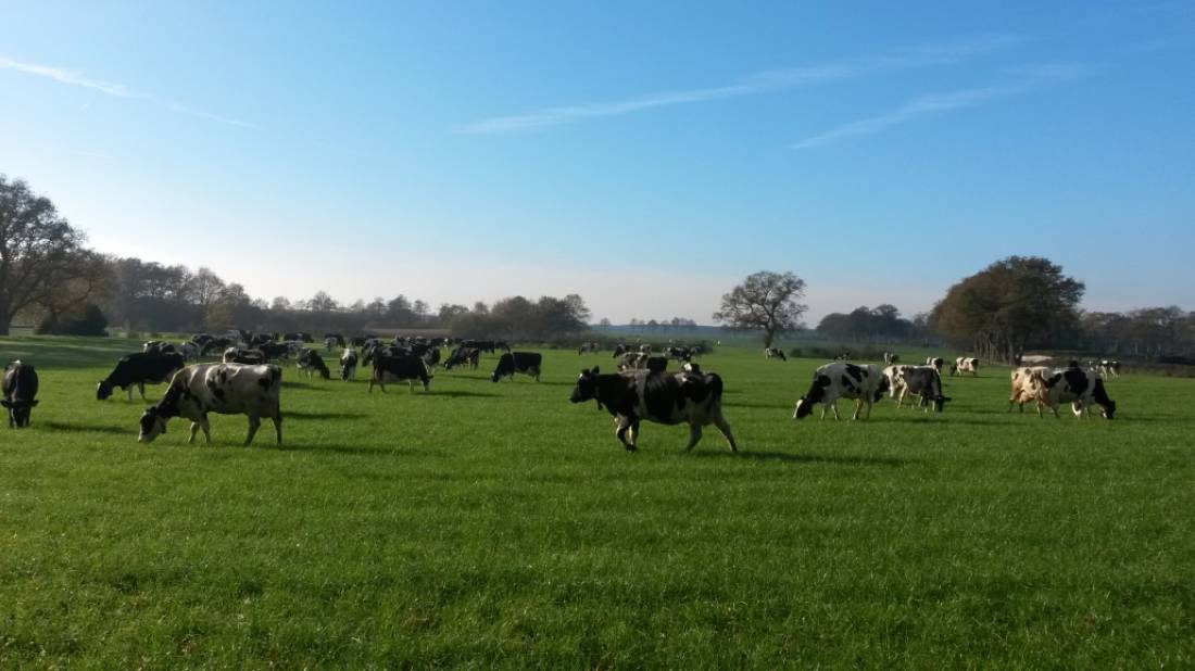 Camping OldenDiever — Photo 2