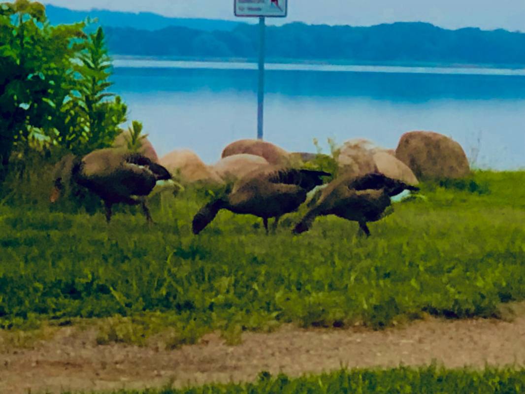 Camping Paradies Dahmen — Photo 2