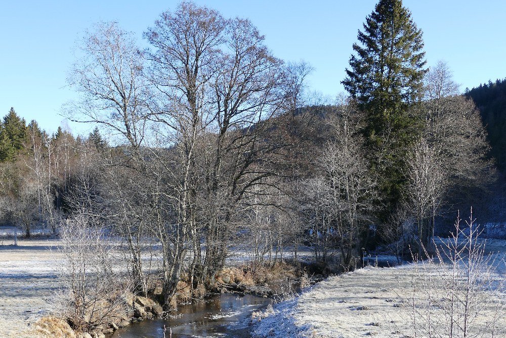 Stellplatz am Campingplatz Bankenhof Titisee — Photo 4