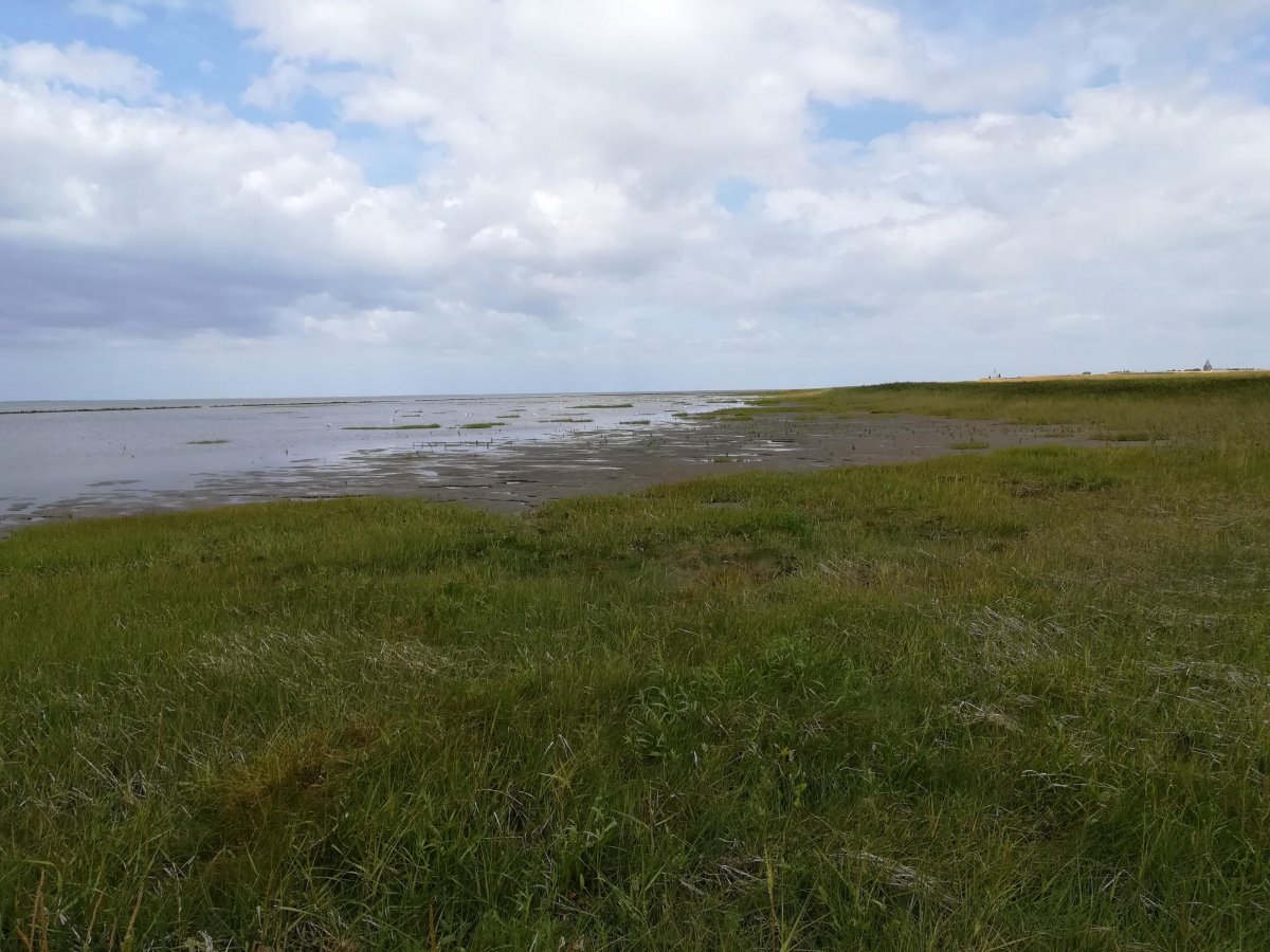 Ballum Camping — Photo 4