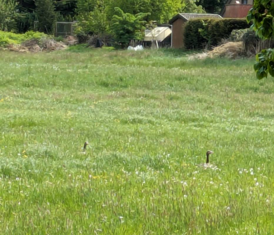 Campingplatz Idyll — Photo 4