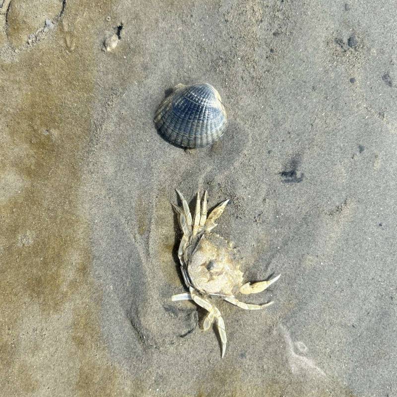 Nordseecamping Schillig — Photo 4