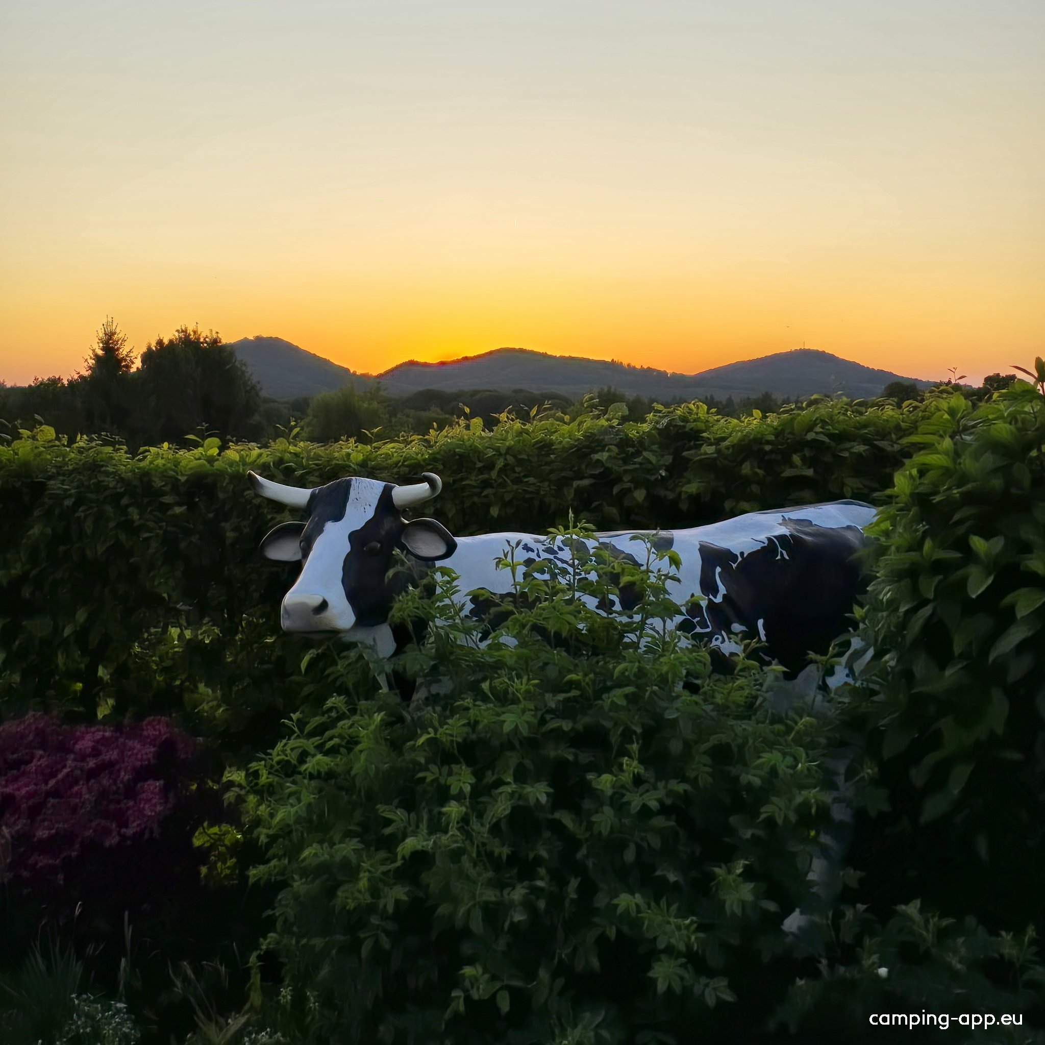 Camping Jillieshof — Photo 6