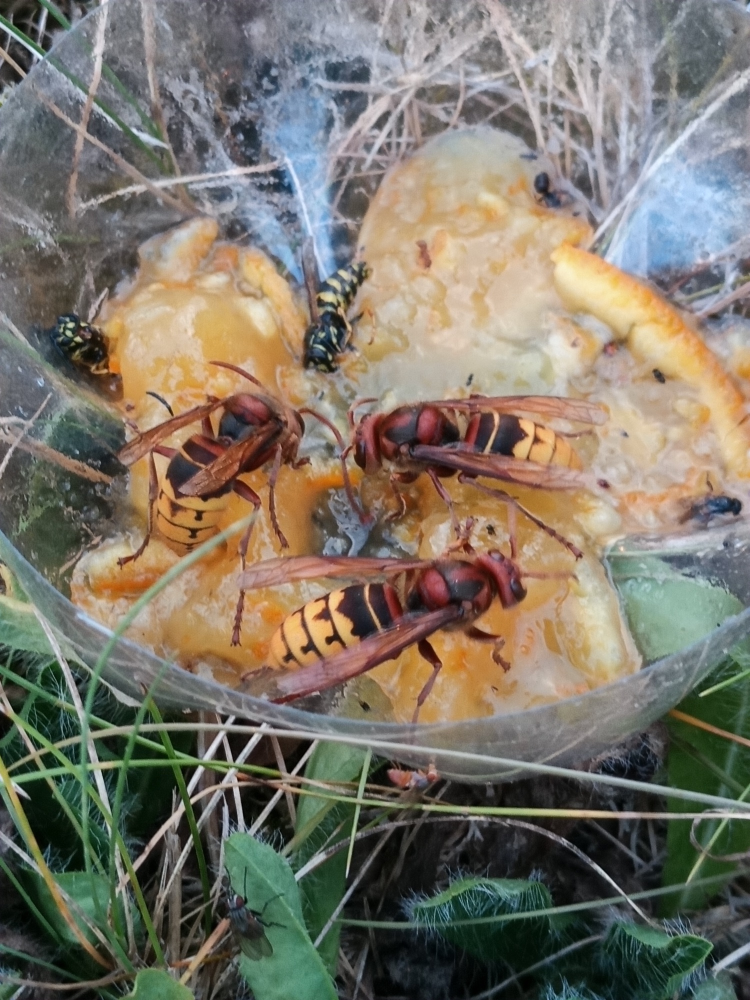 Campinganlage Gut Kalberschnacke — Photo 5