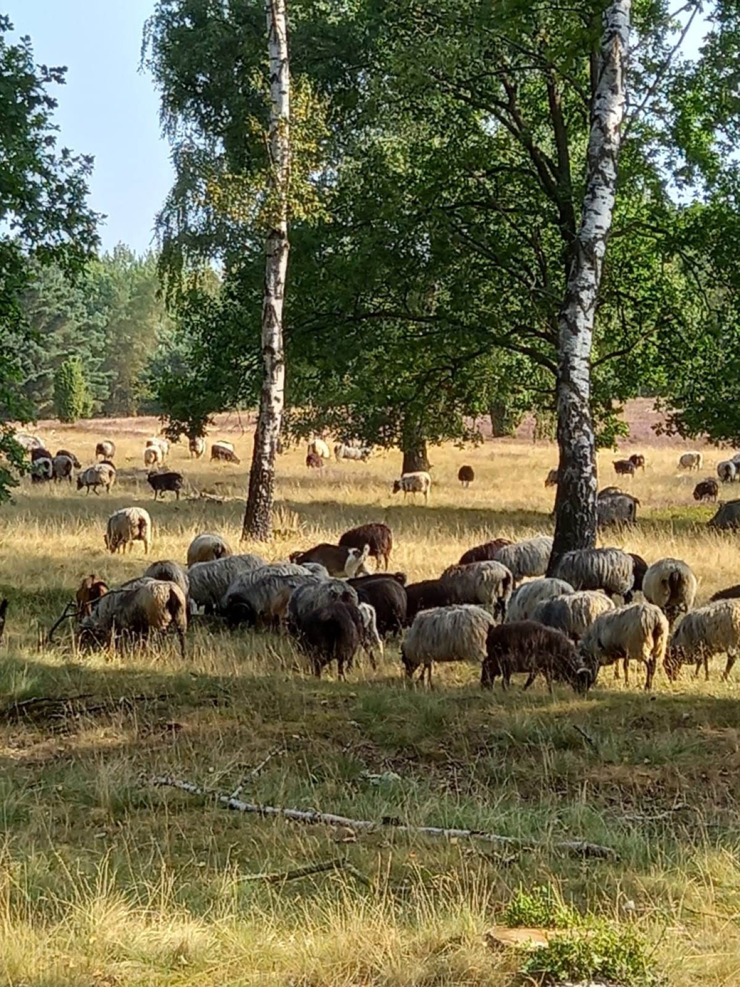 Camping Brunautal — Photo 6