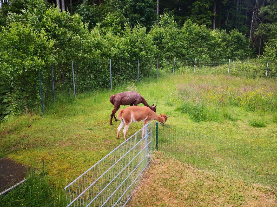 Campingplatz Paulfeld — Photo 5