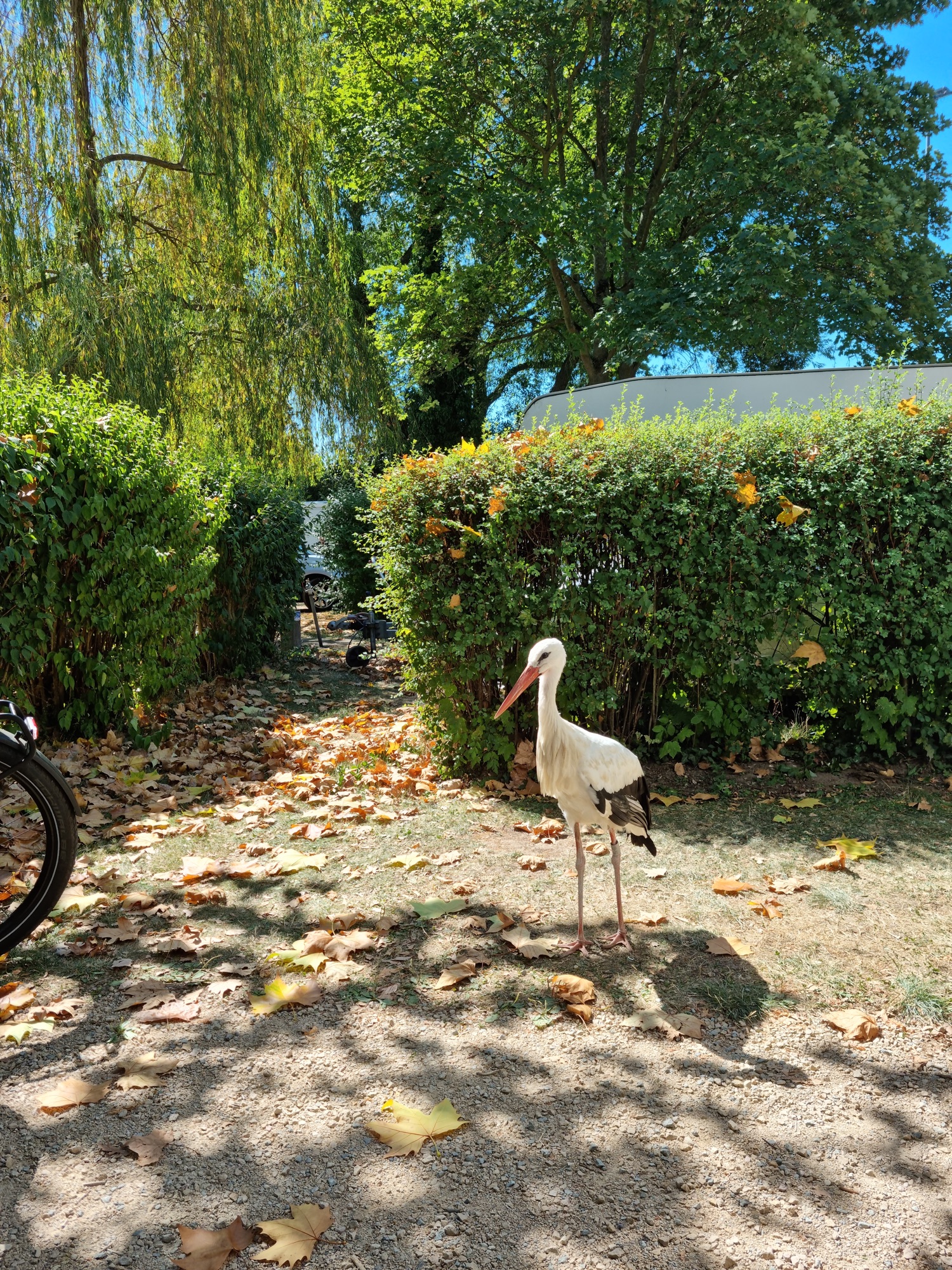 Camping Municipal de Ribauville ****