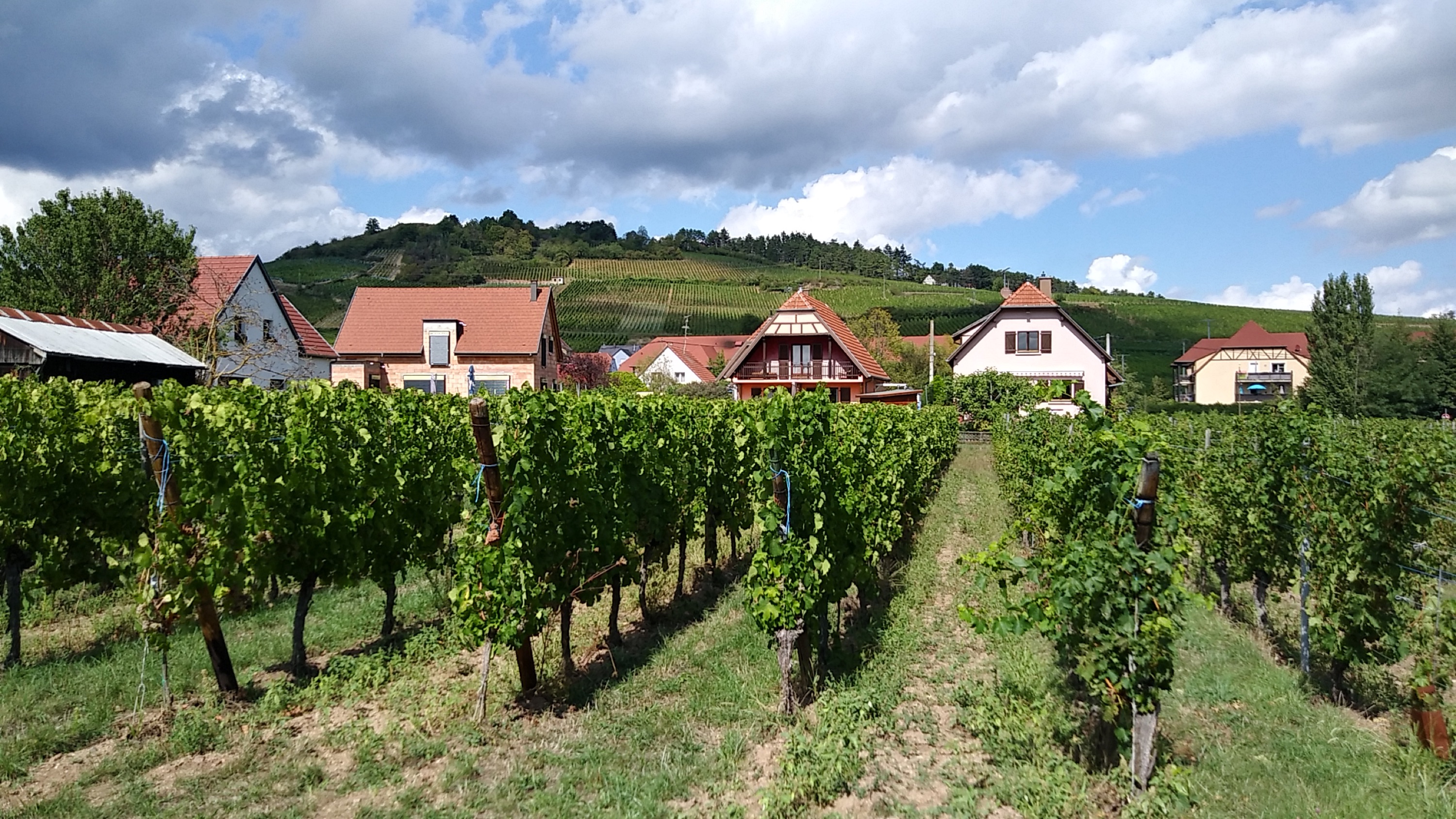 Camping Municipal de Ribauville **** — Photo 6