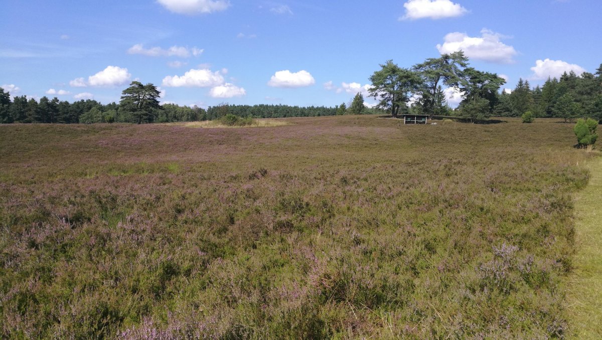 Wohnmobilstellplatz Kronsbergheide