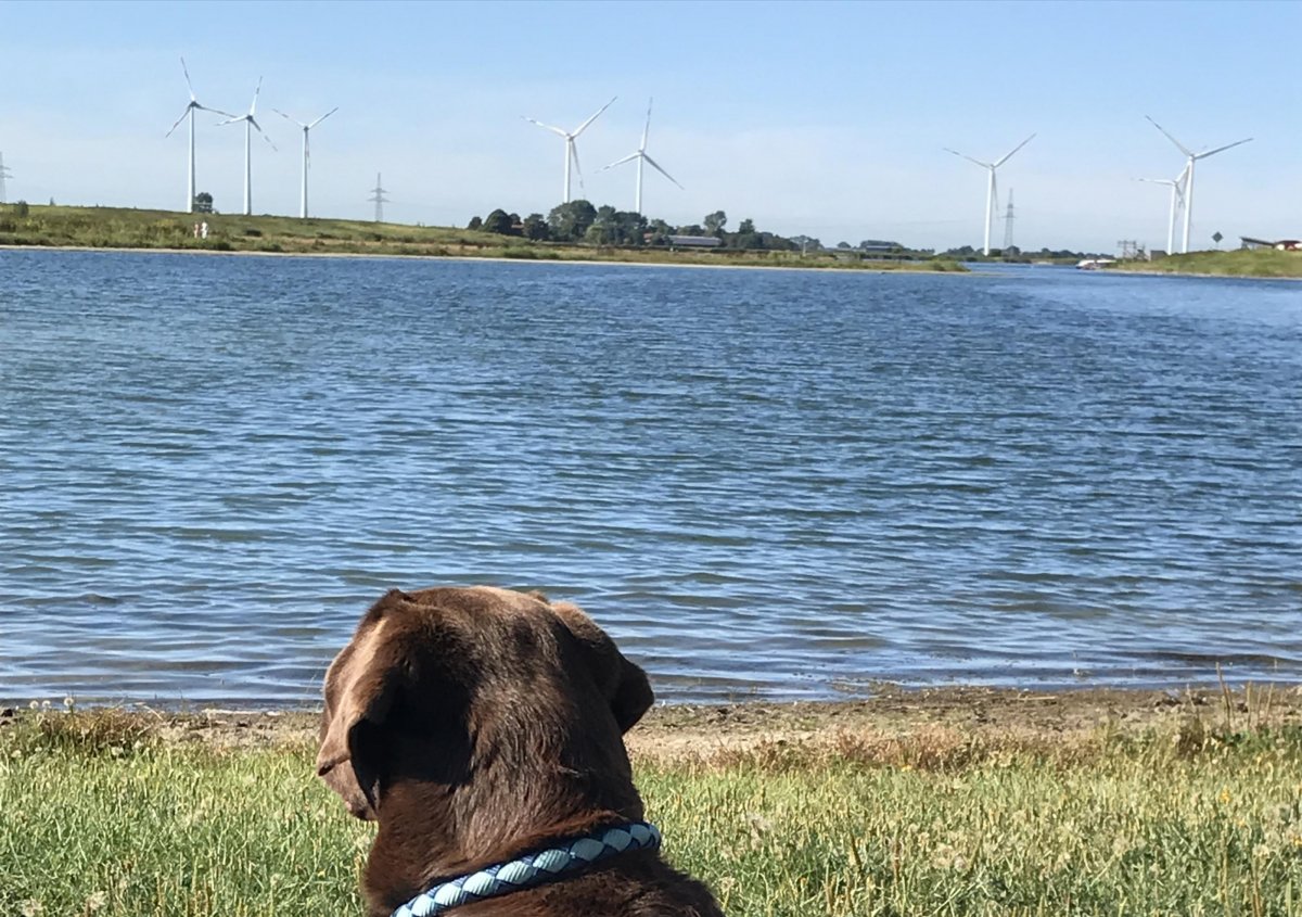 Stellplatz am Wangermeer — Photo 3