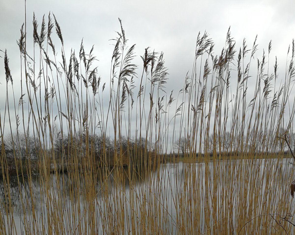 Stellplatz Marina Mehlbergen Balge — Photo 3