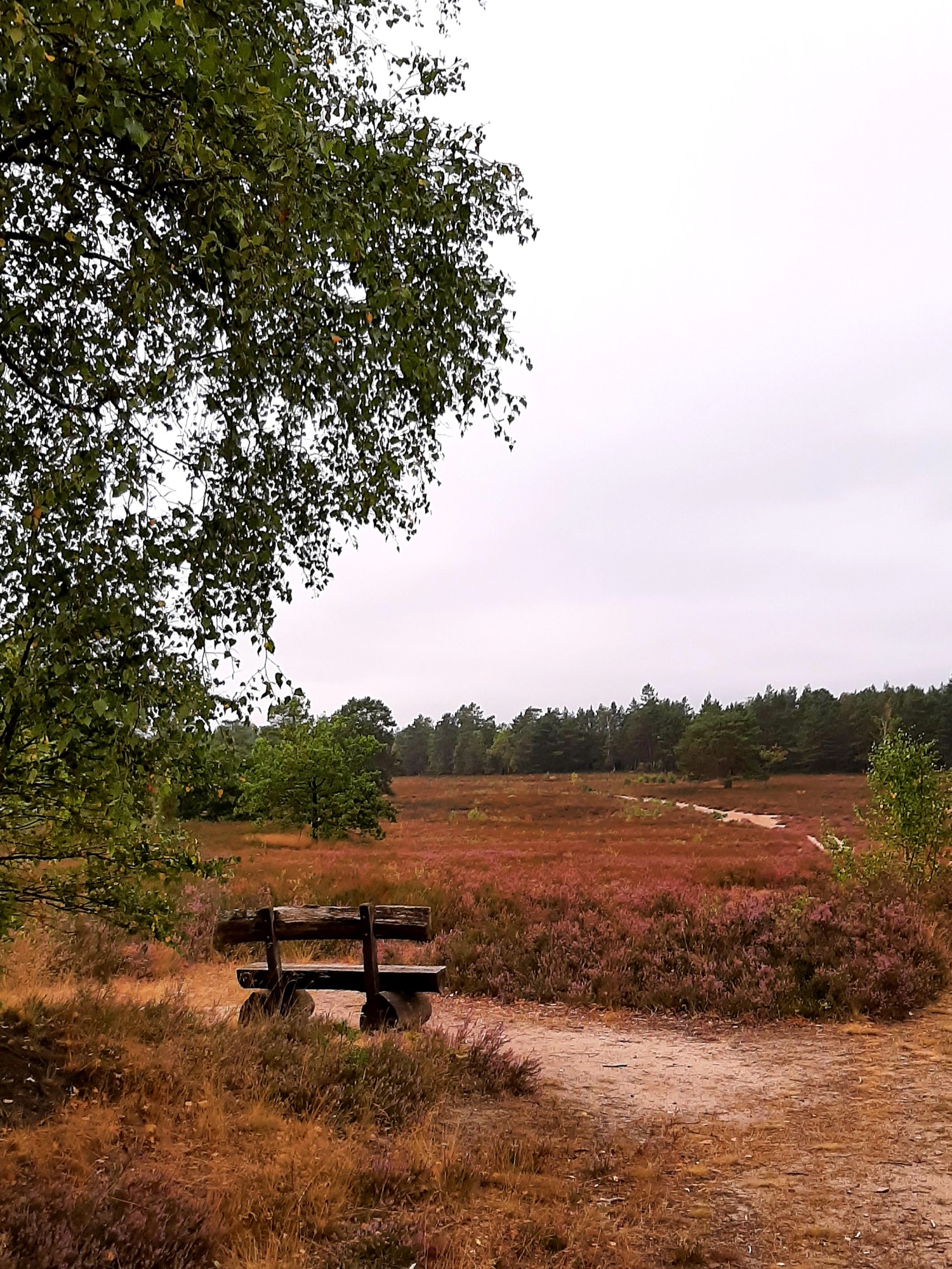 Stellplatz Schwindebecker Heide — Photo 2