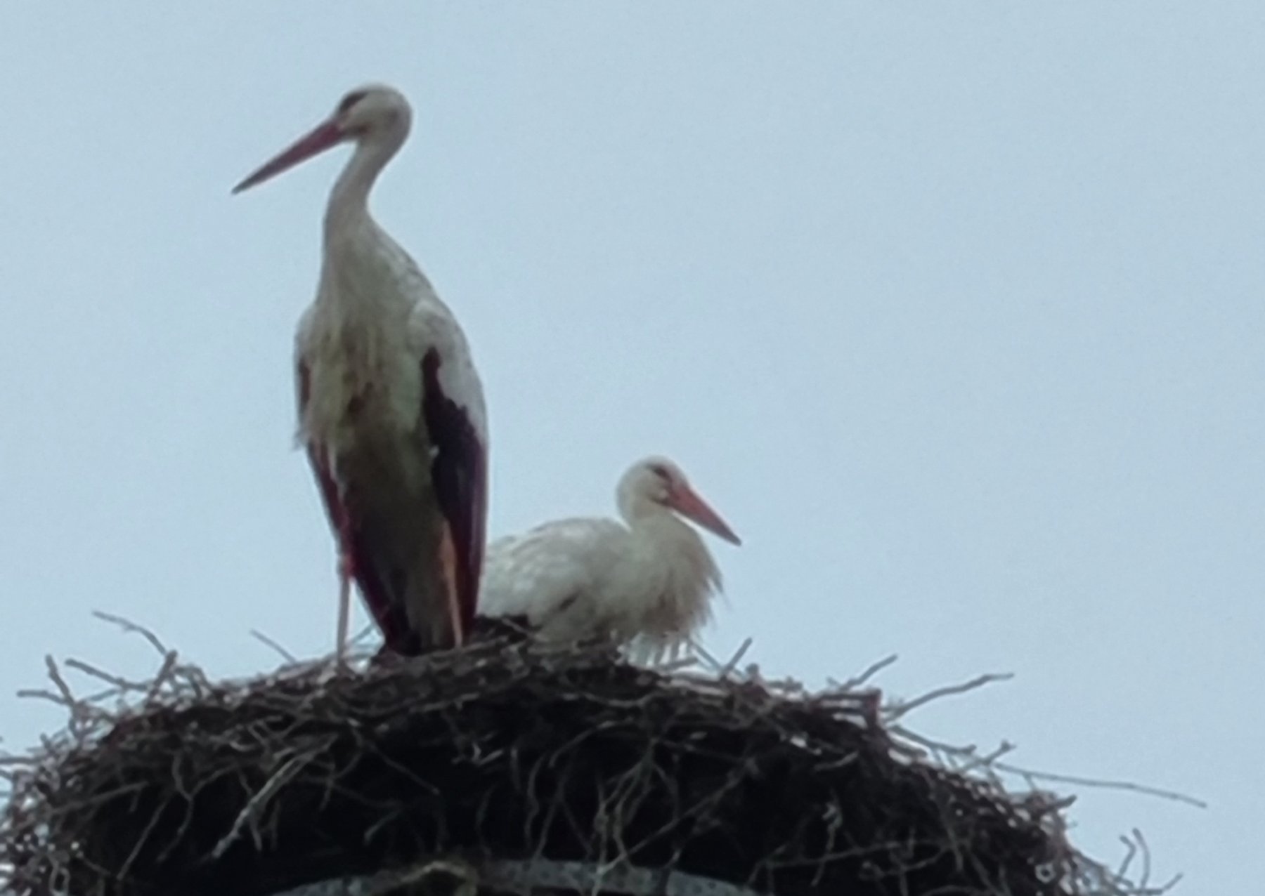 Stellplatz Windmühlenhof — Photo 3