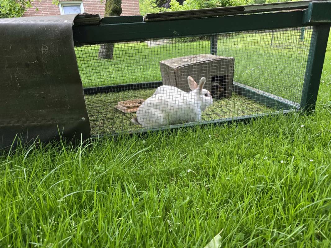 Stellplatz am Mittehof Höper Fehmarn — Photo 2