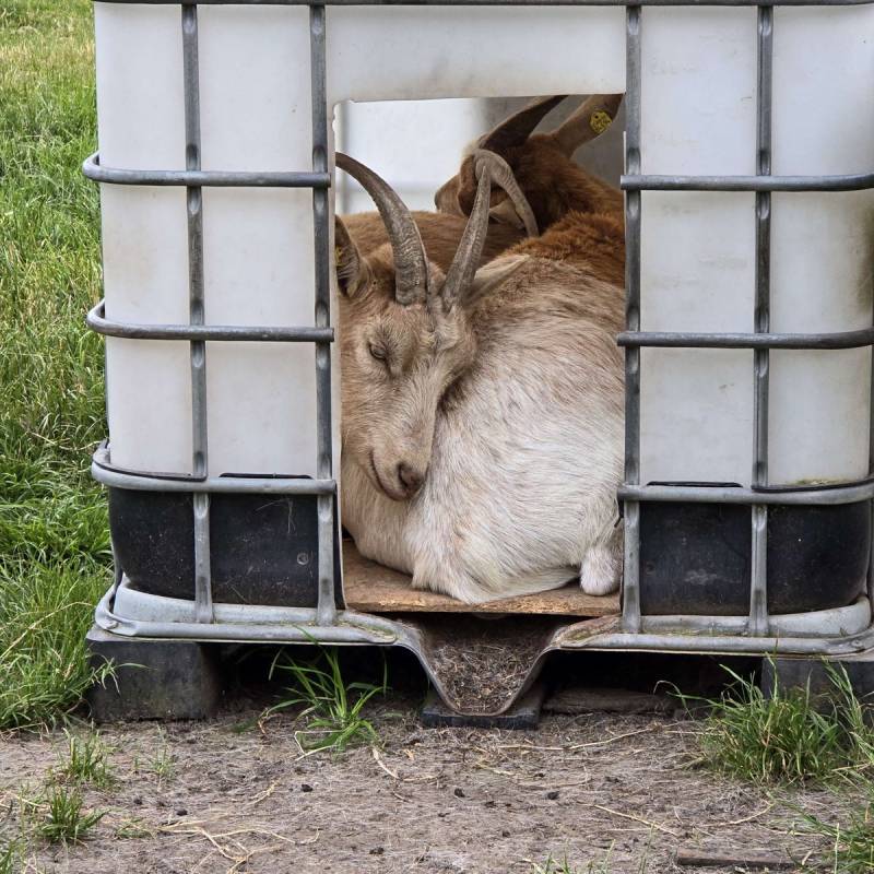 Stellplatz am Mittehof Höper Fehmarn — Photo 6