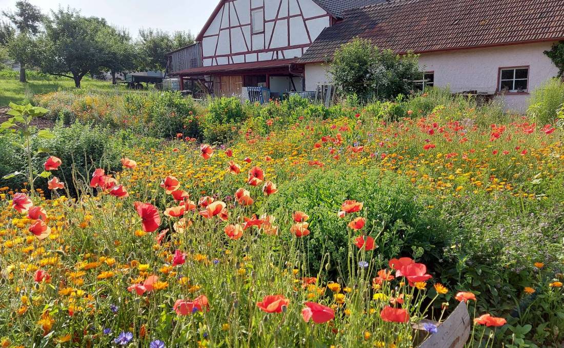 Stellplatz Schlossplatz Külsheim — Photo 3