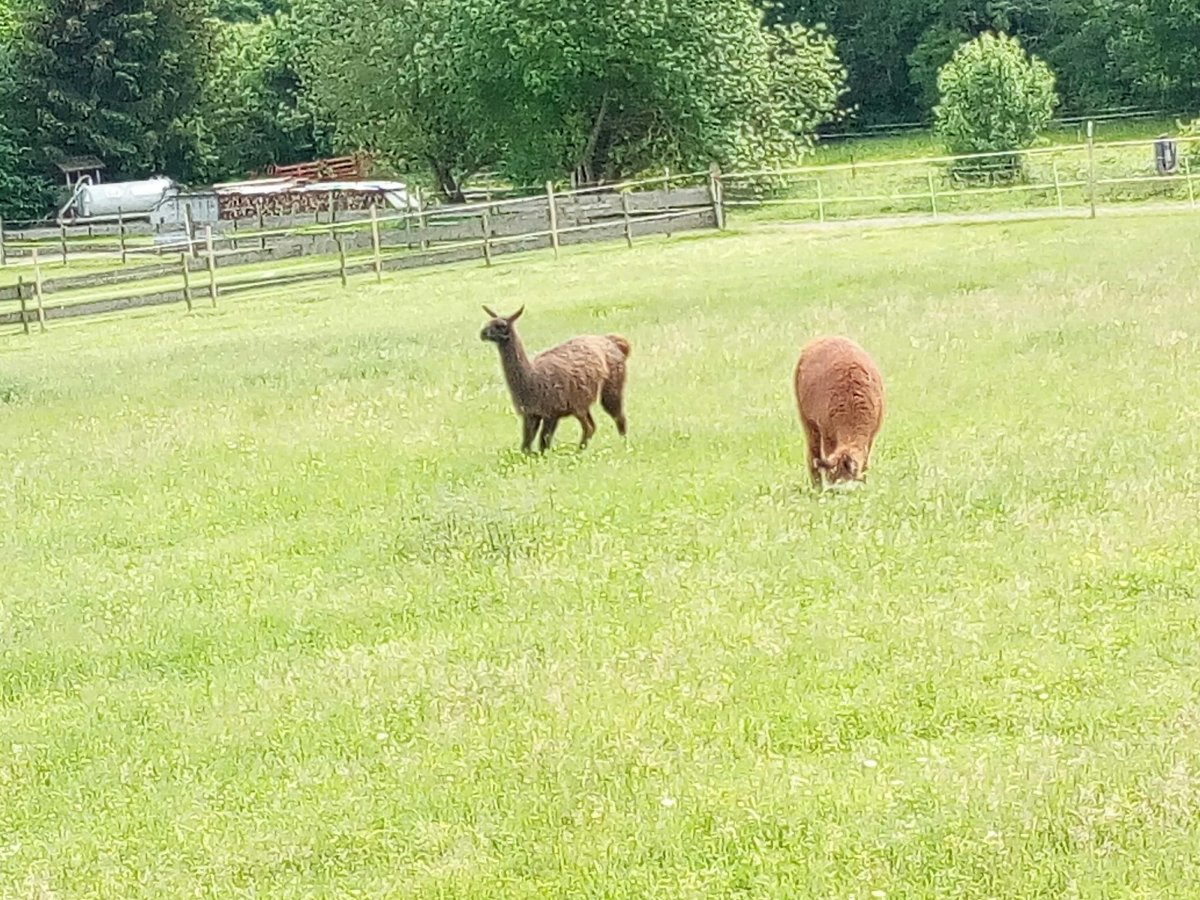 Wohnmobilstellplatz Forellenhof — Photo 4