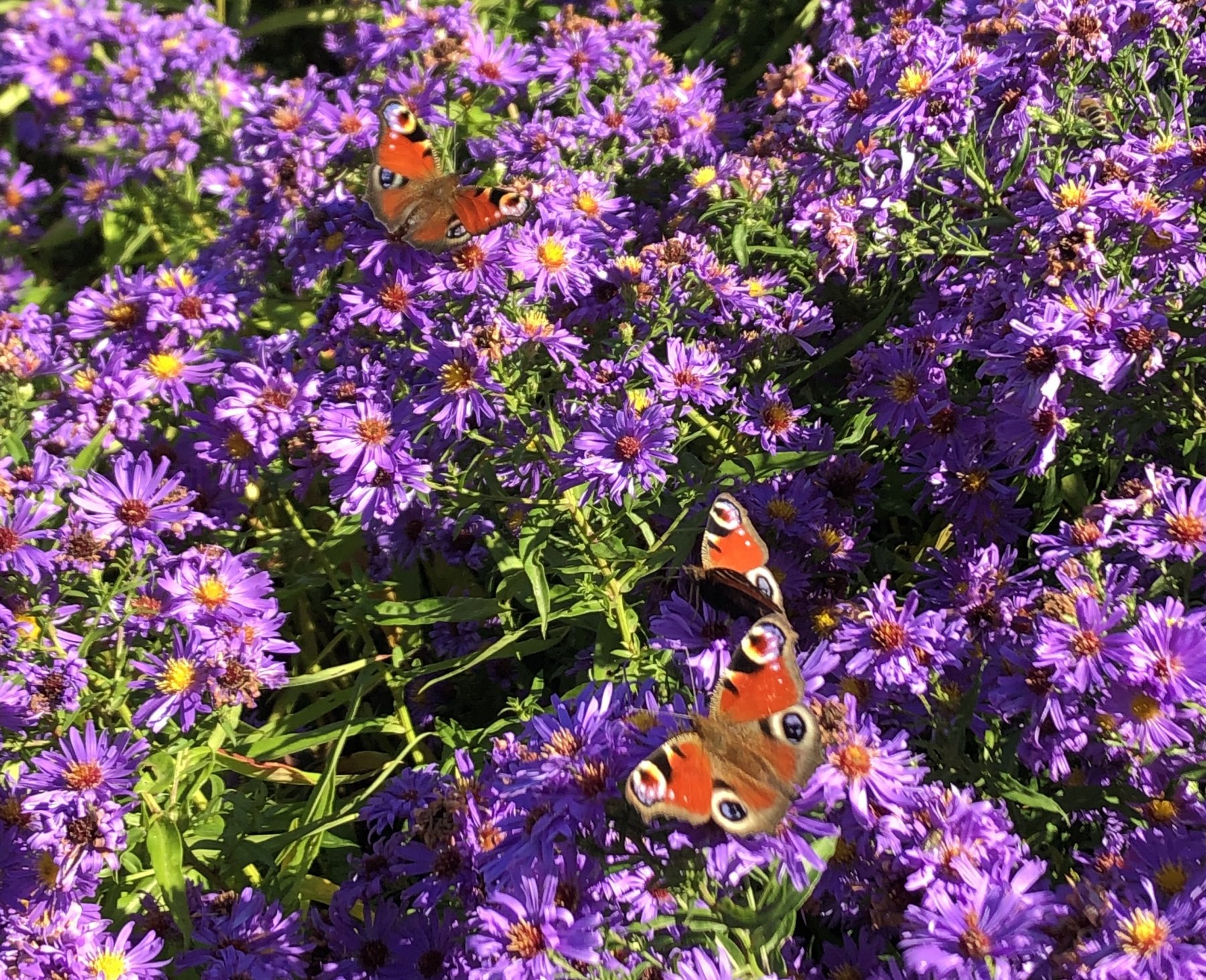 Stellplatz am Umwelt- und Freizeitzentrum Finkenrech Eppelborn — Photo 2