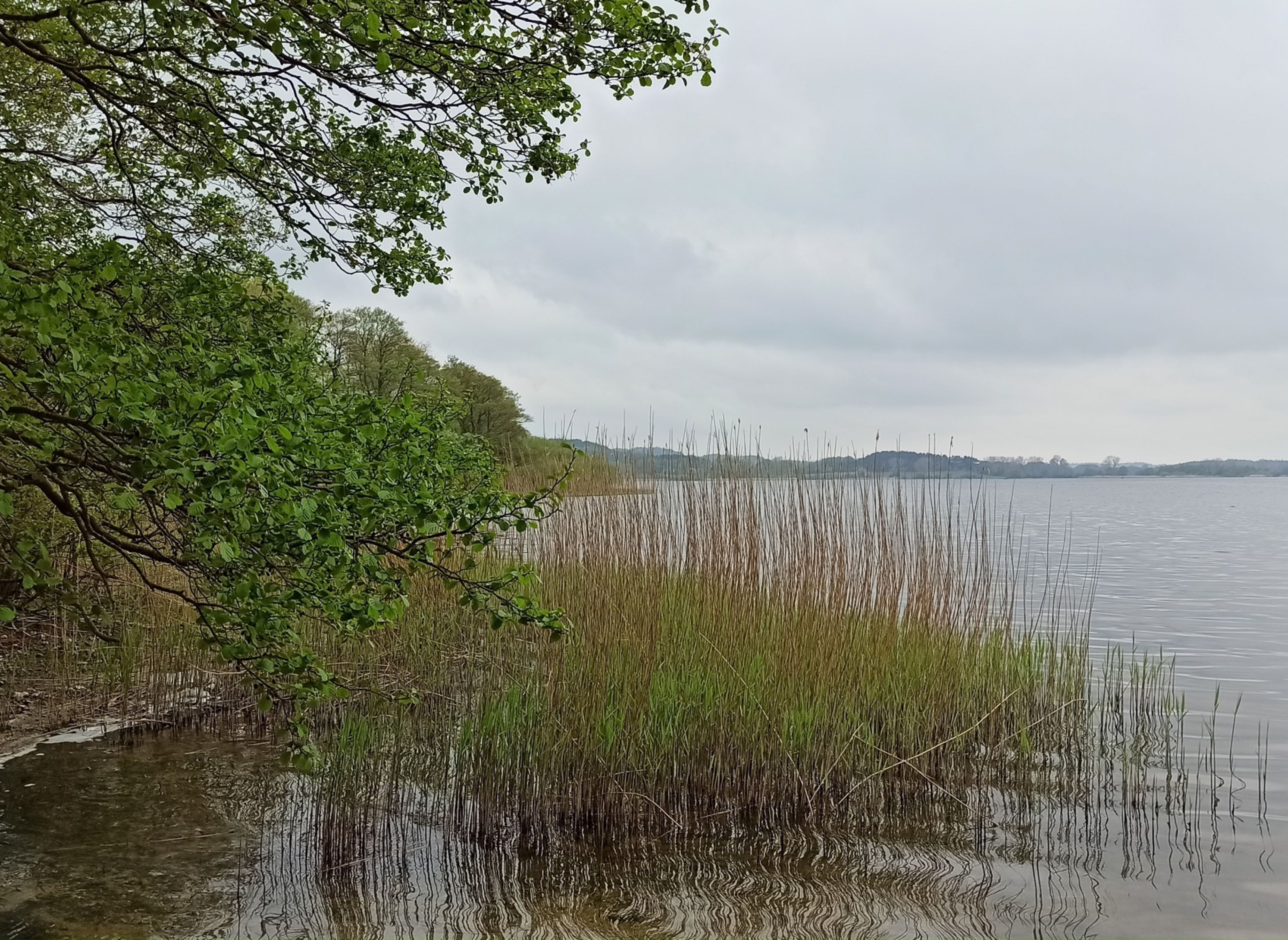 Naturcampingplatz Wrohe am Westensee — Photo 2