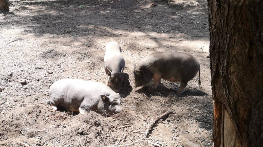 Hegau-Family-Camping — Photo 6