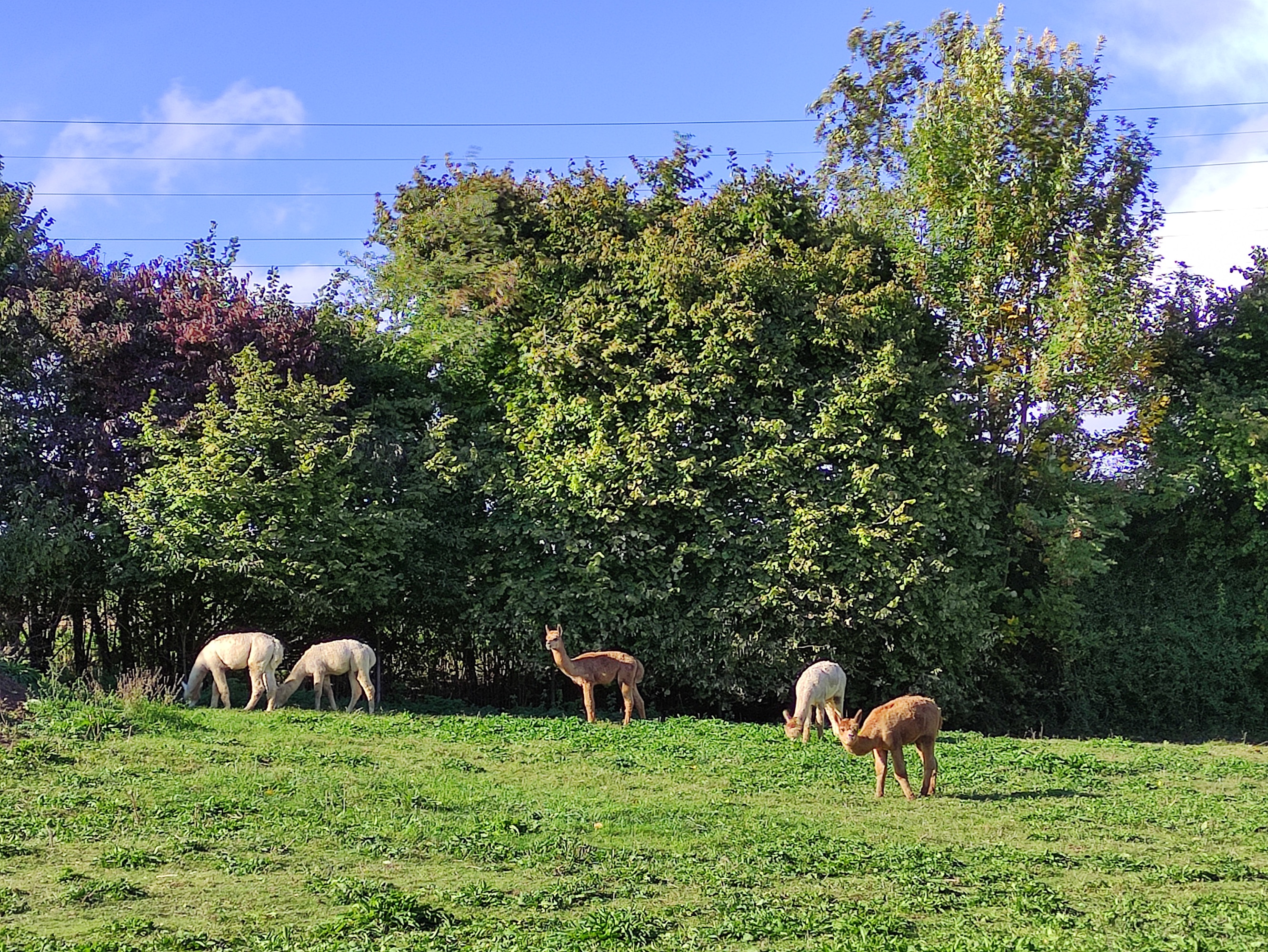 Hegau-Family-Camping — Photo 2