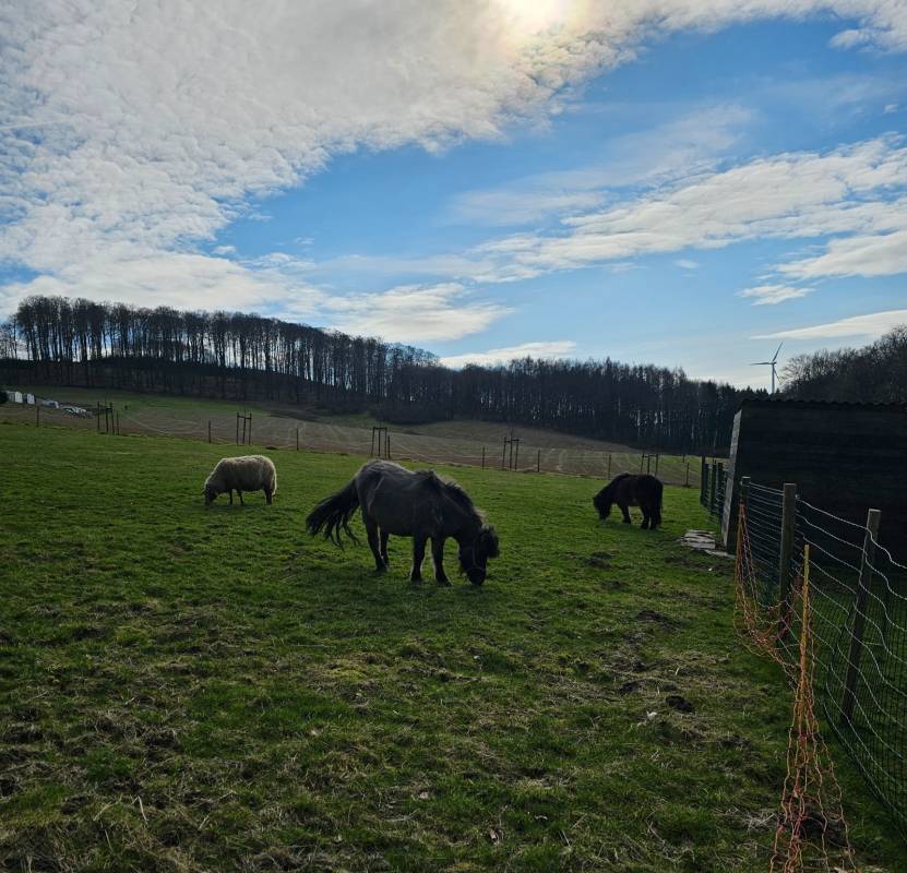 Campingpark Extertal — Photo 3