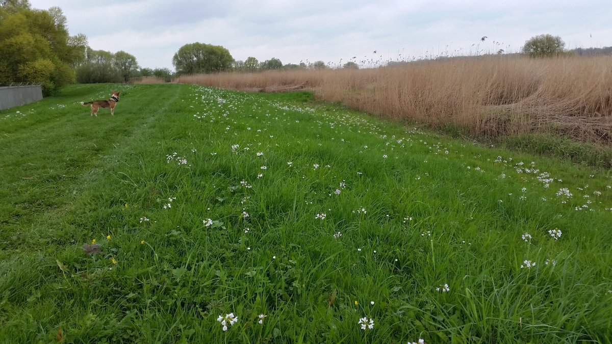 Campingplatz Juliusplate — Photo 3