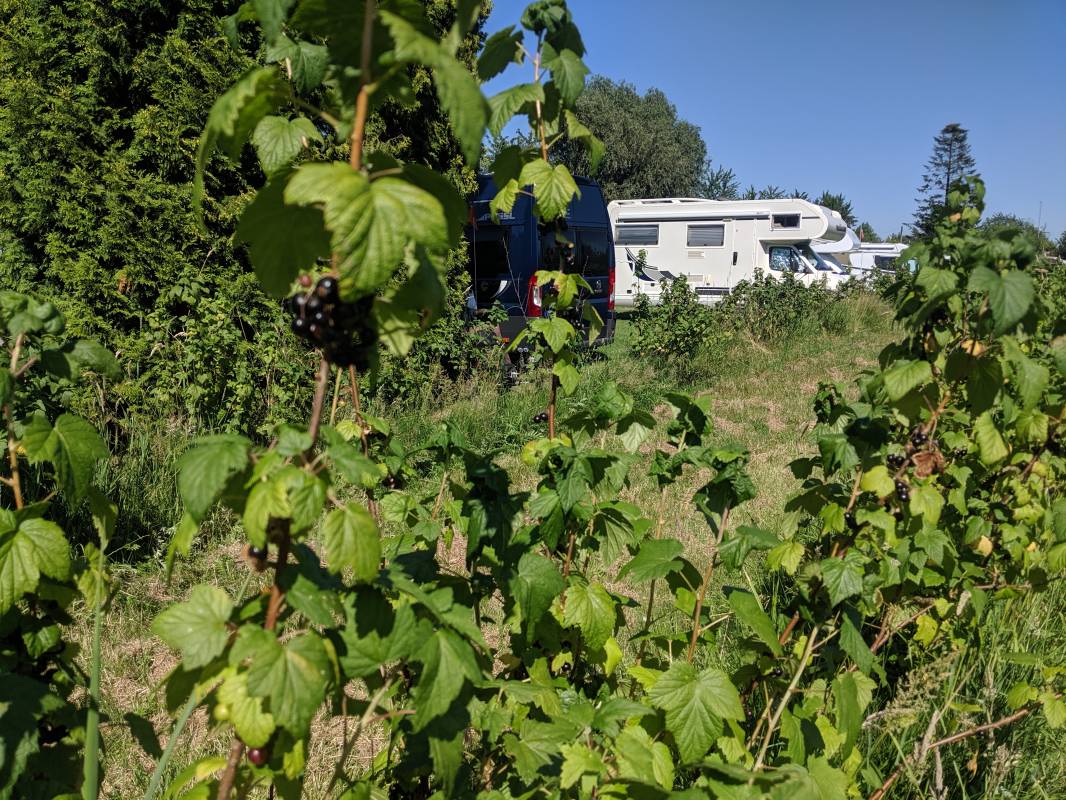 Campingplatz Neßhof — Photo 3