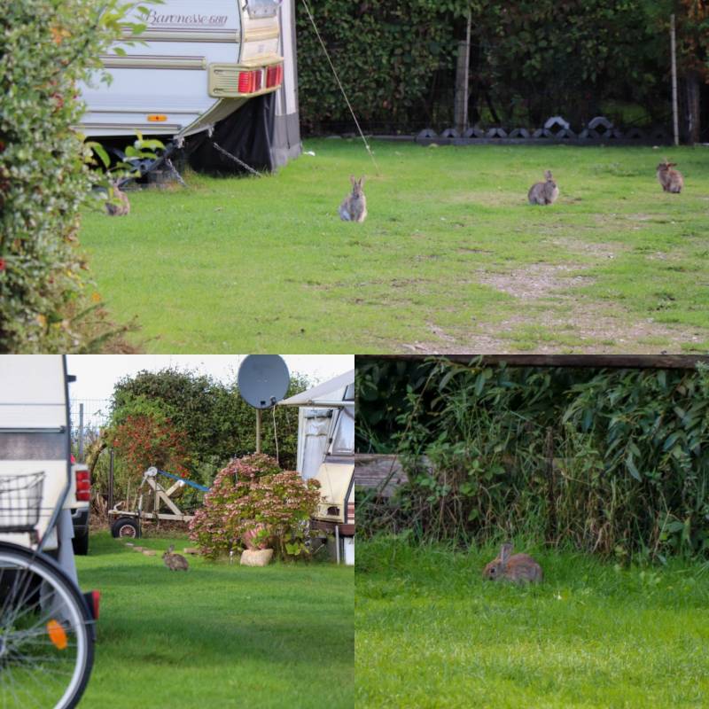 Campingplatz Seehof — Photo 2