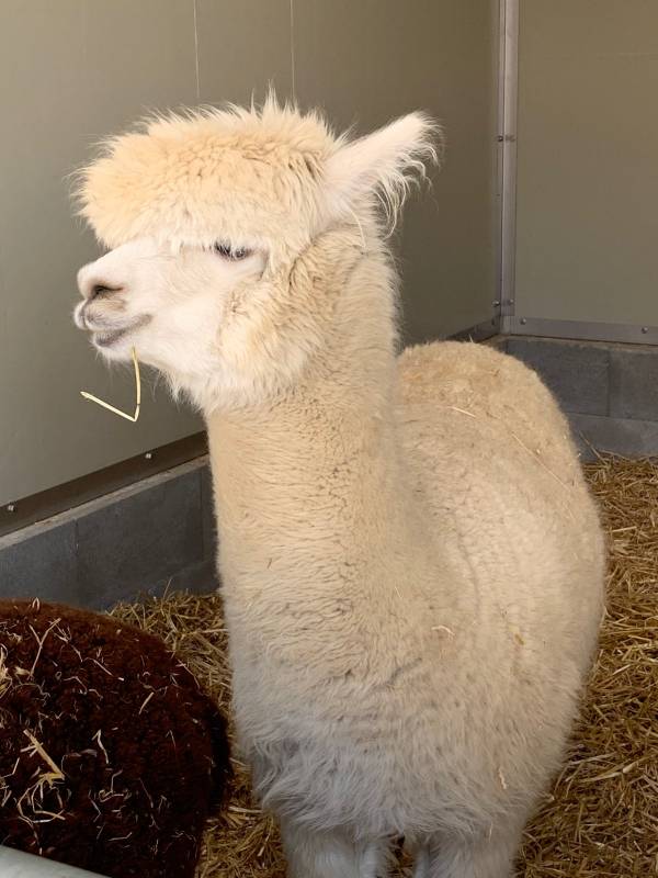 Campsite Zur Hasenkammer — Photo 6