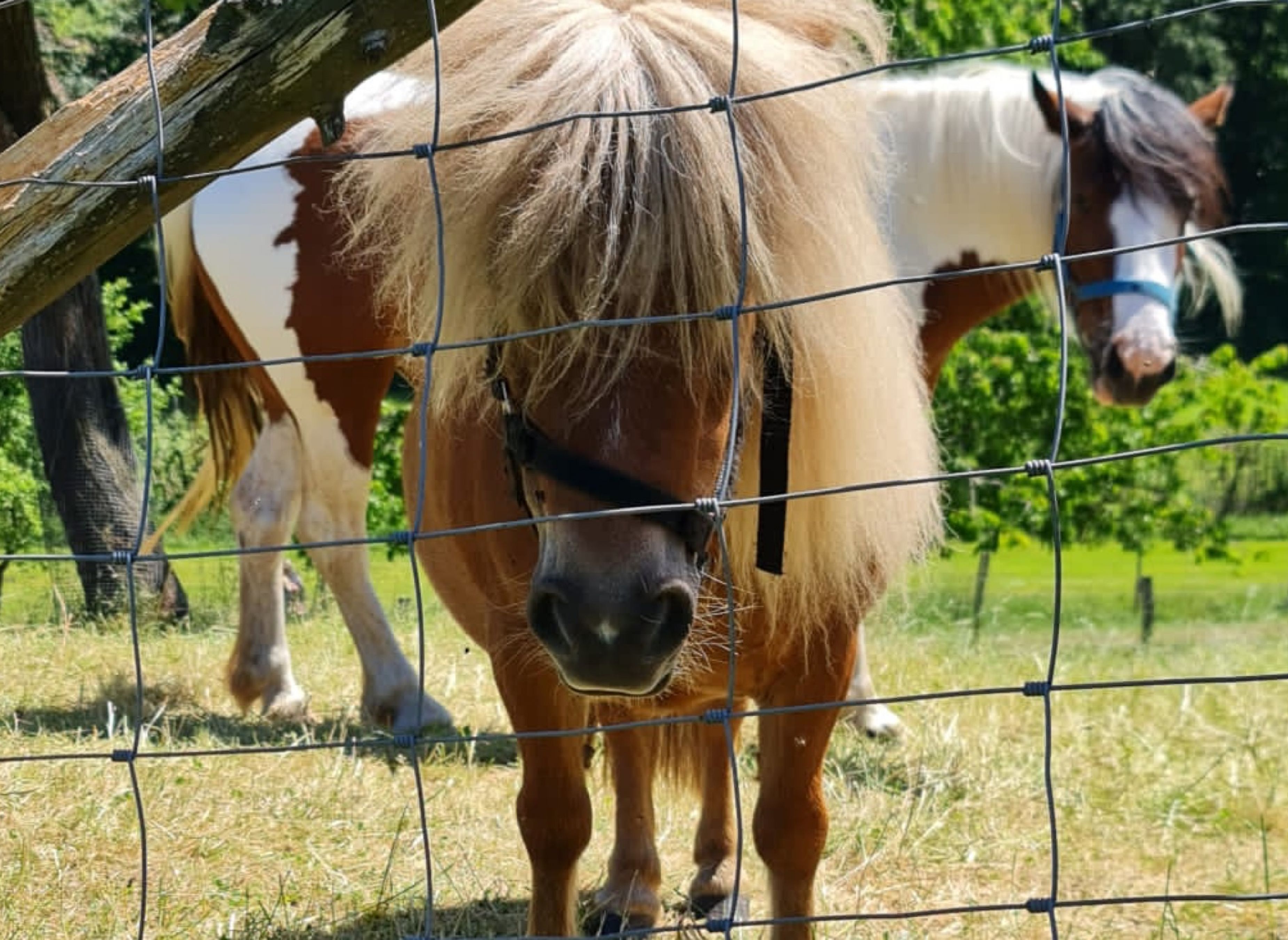 Campsite Zur Hasenkammer — Photo 3