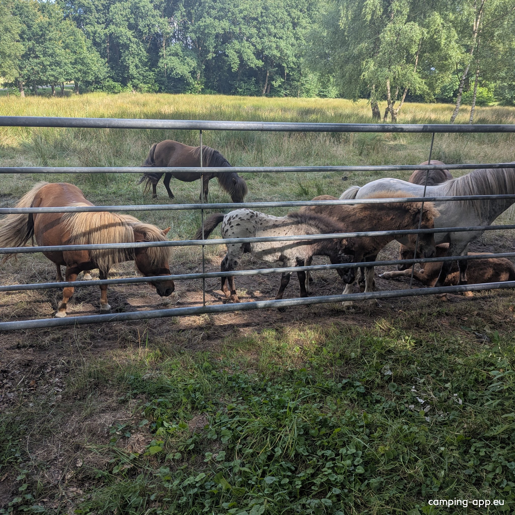 Camping Diever — Photo 5