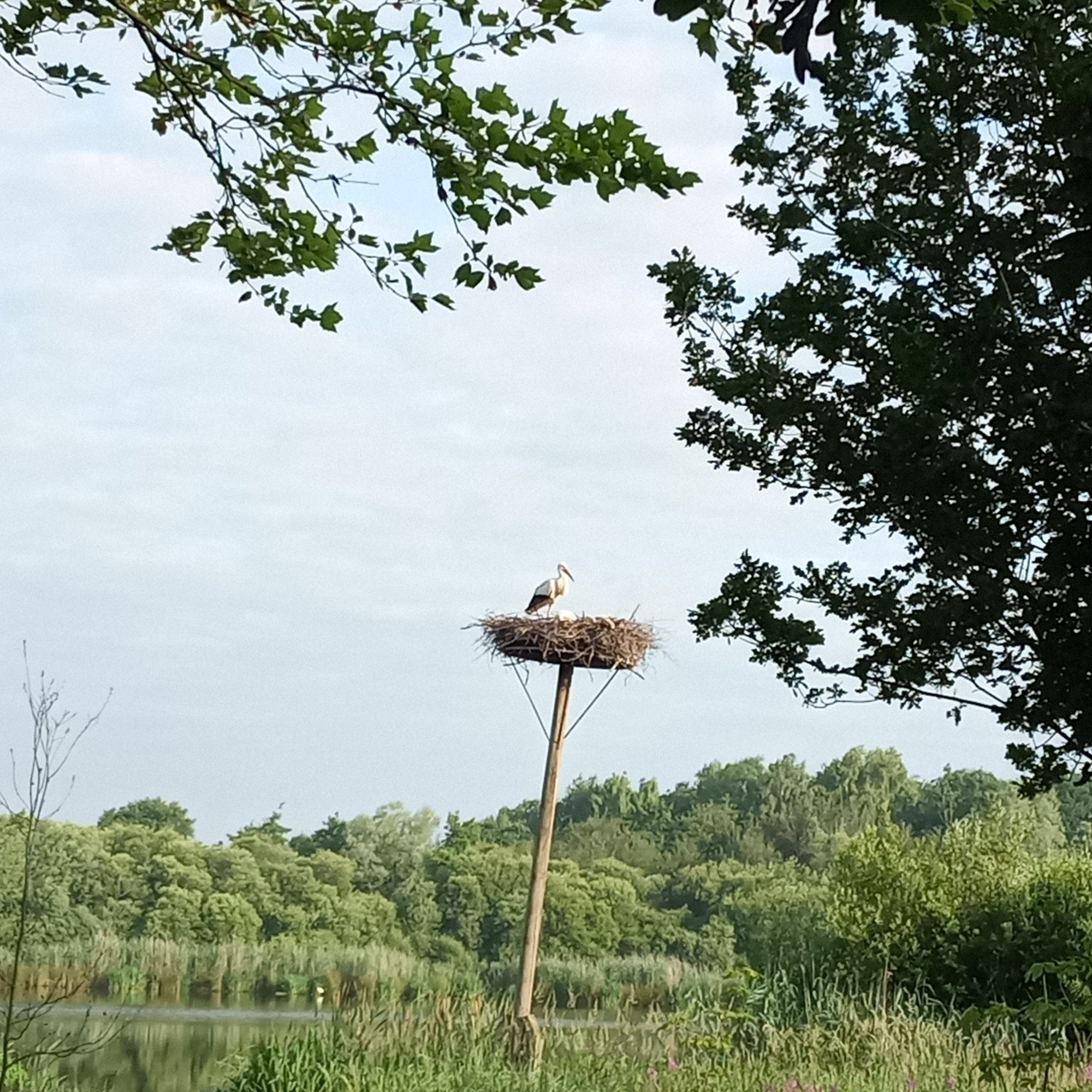 Camping De Watermolen **** — Photo 4