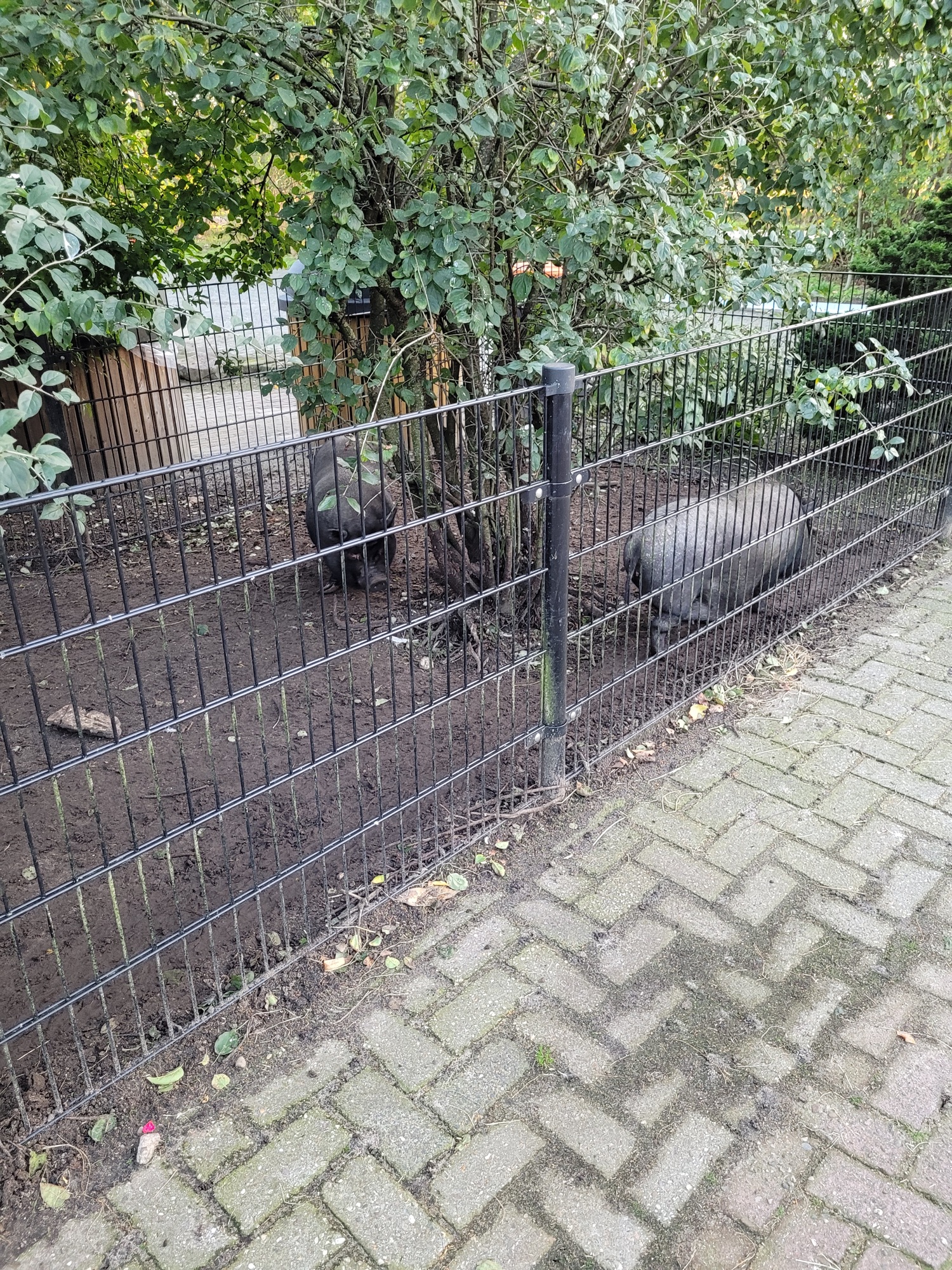 Minicamping de Paardebloem — Photo 5