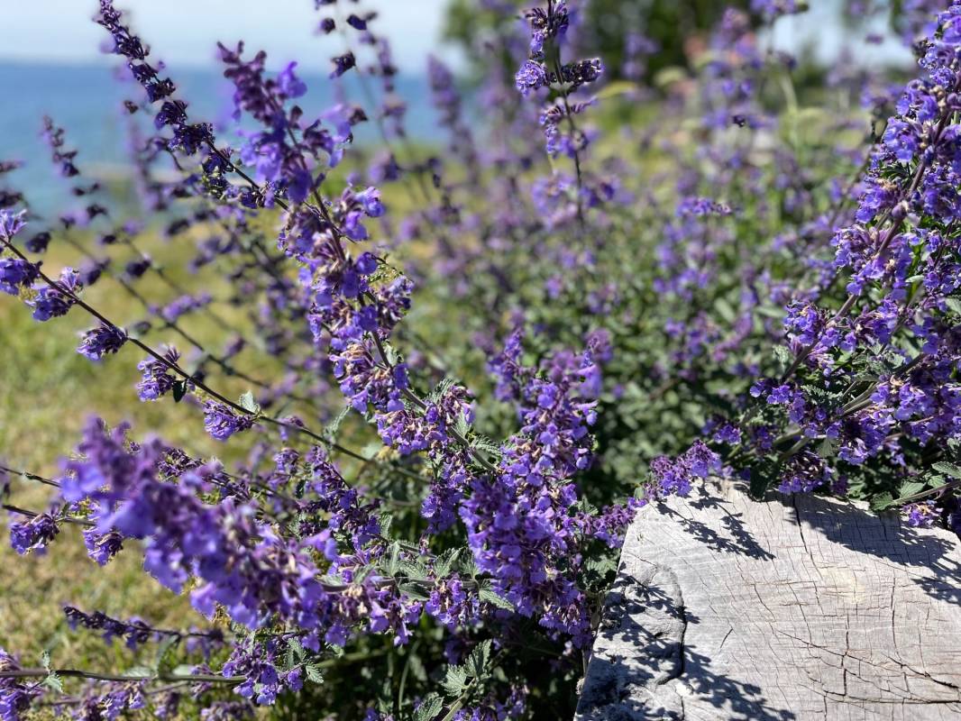 Nab Strand Camping — Photo 5