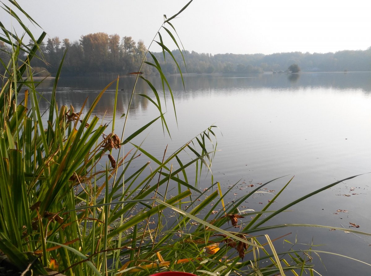 Stellplatz in Lingenfeld — Photo 2