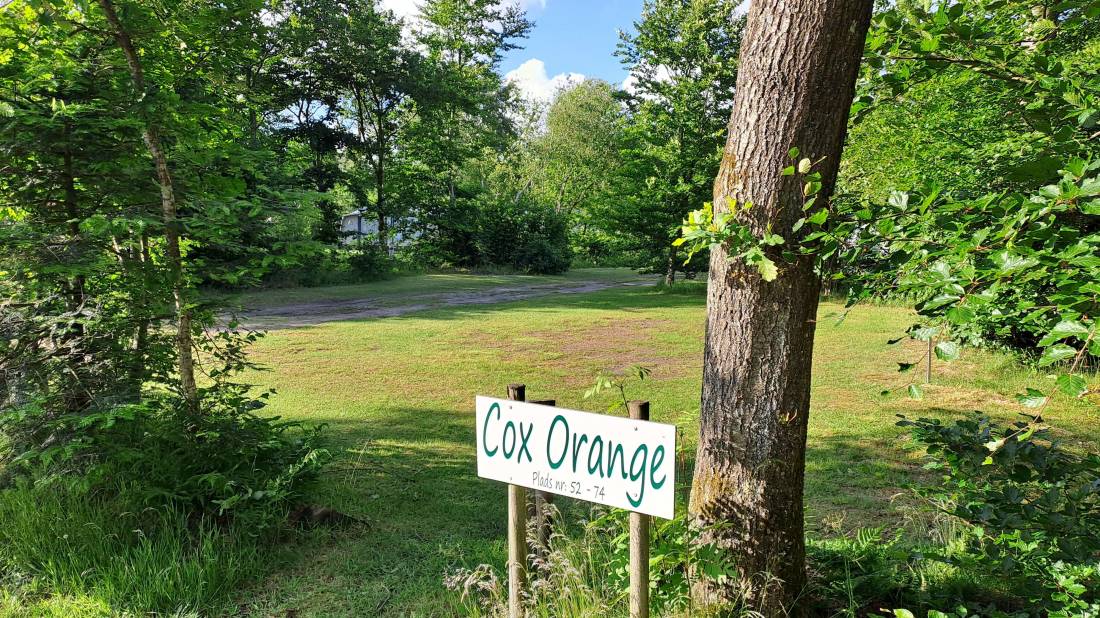 Ringkøbing Camping — Photo 3