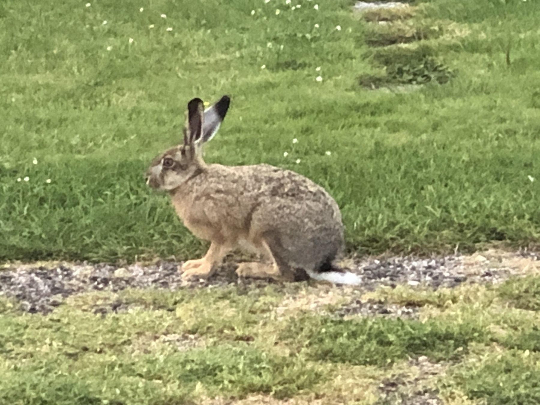 Camping Nordstrand — Photo 5