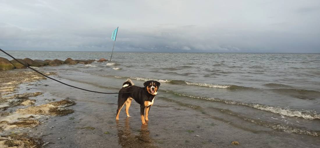 Campingplatz An der Düne — Photo 2