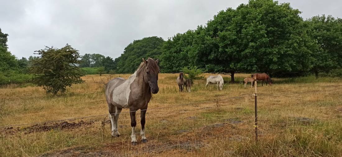 Campingplatz An der Düne — Photo 4