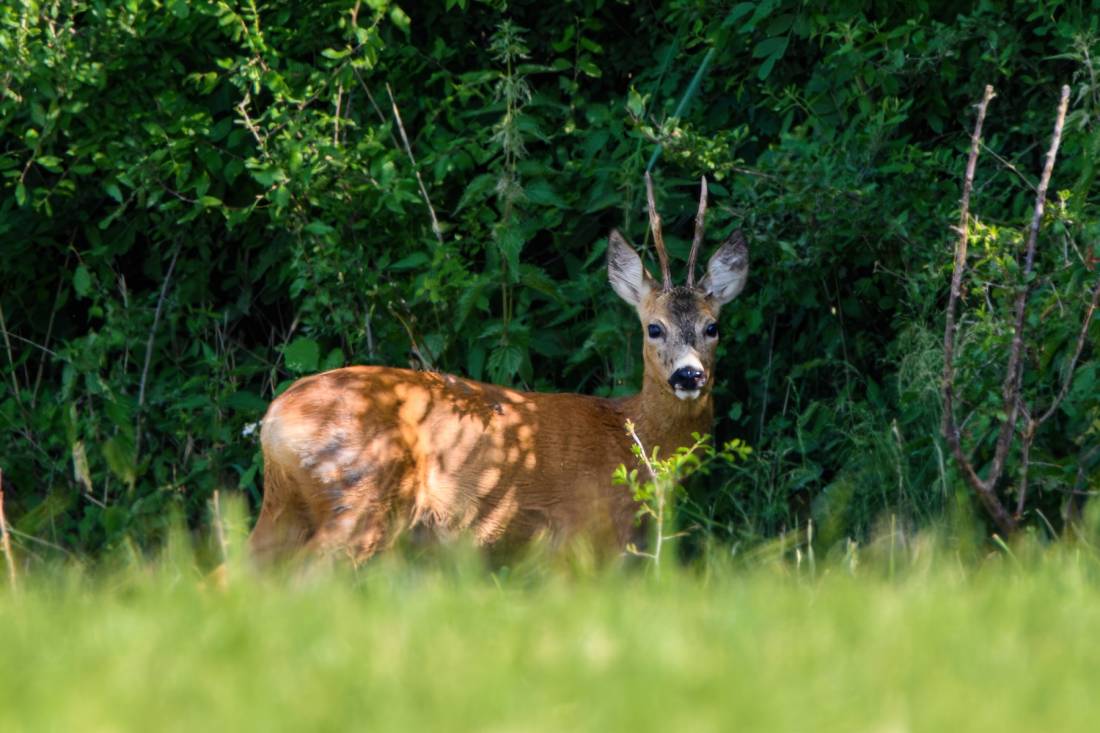 Ferienhof Fröhling — Photo 6