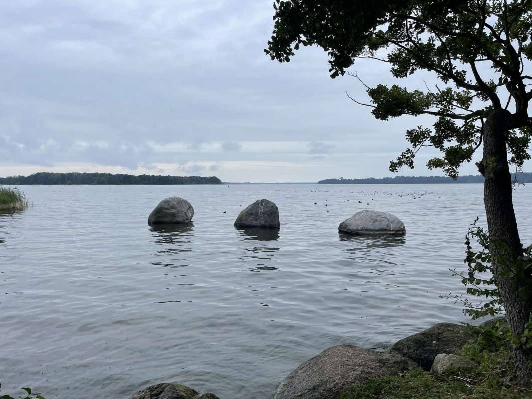 Süduferperle — Photo 5