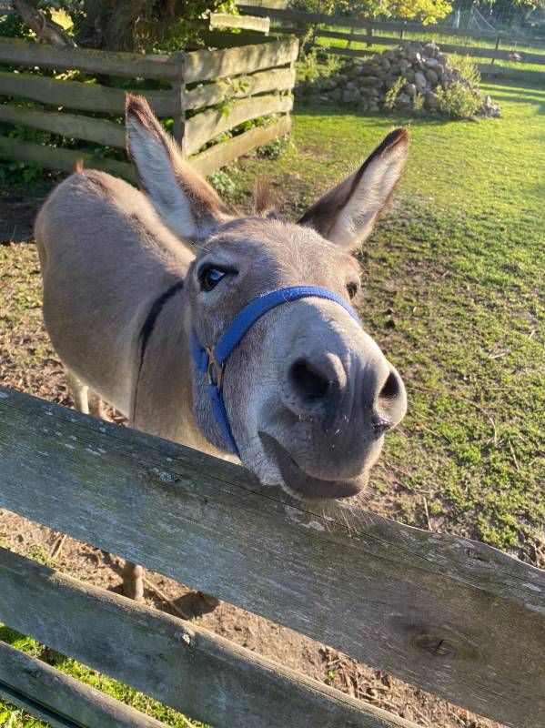 Horse Lake Ranch — Photo 4