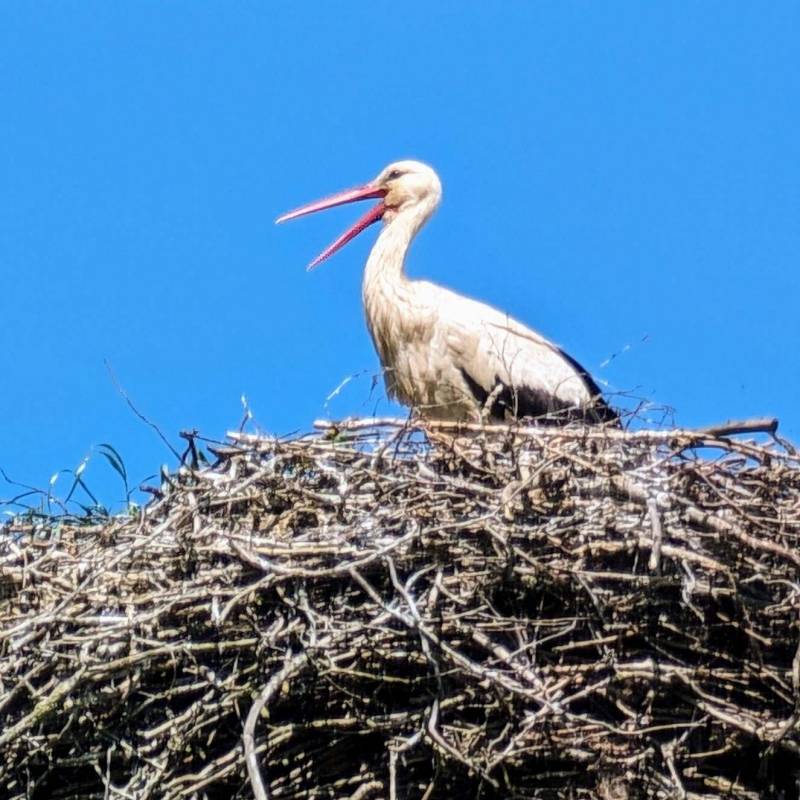 Naturcamp Zu den zwei Birken — Photo 3