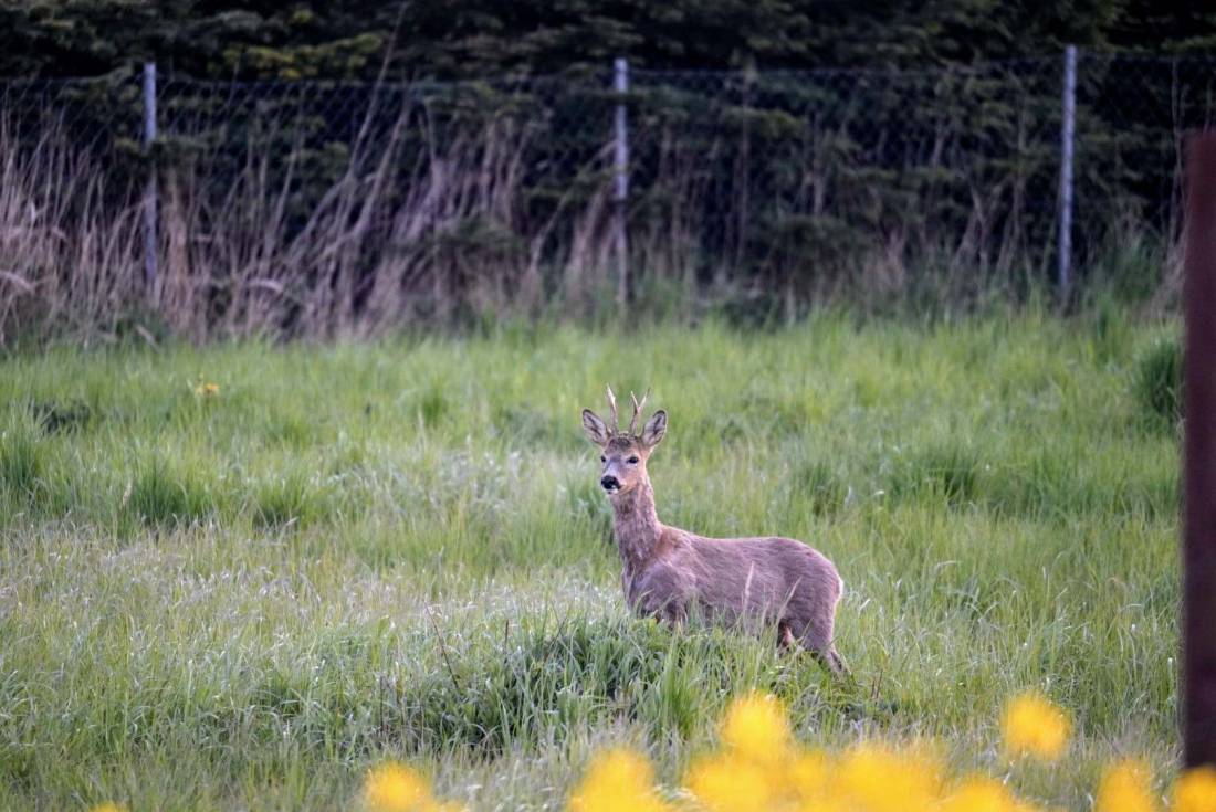 Naturcamp Zu den zwei Birken — Photo 5